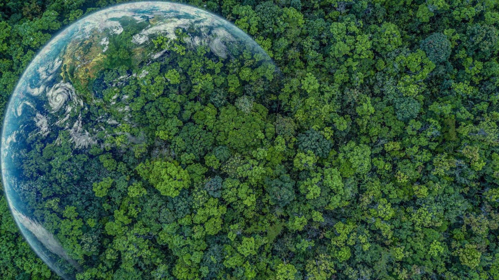 A globe in the forest endorsing why green earth initiatives are essential for our future