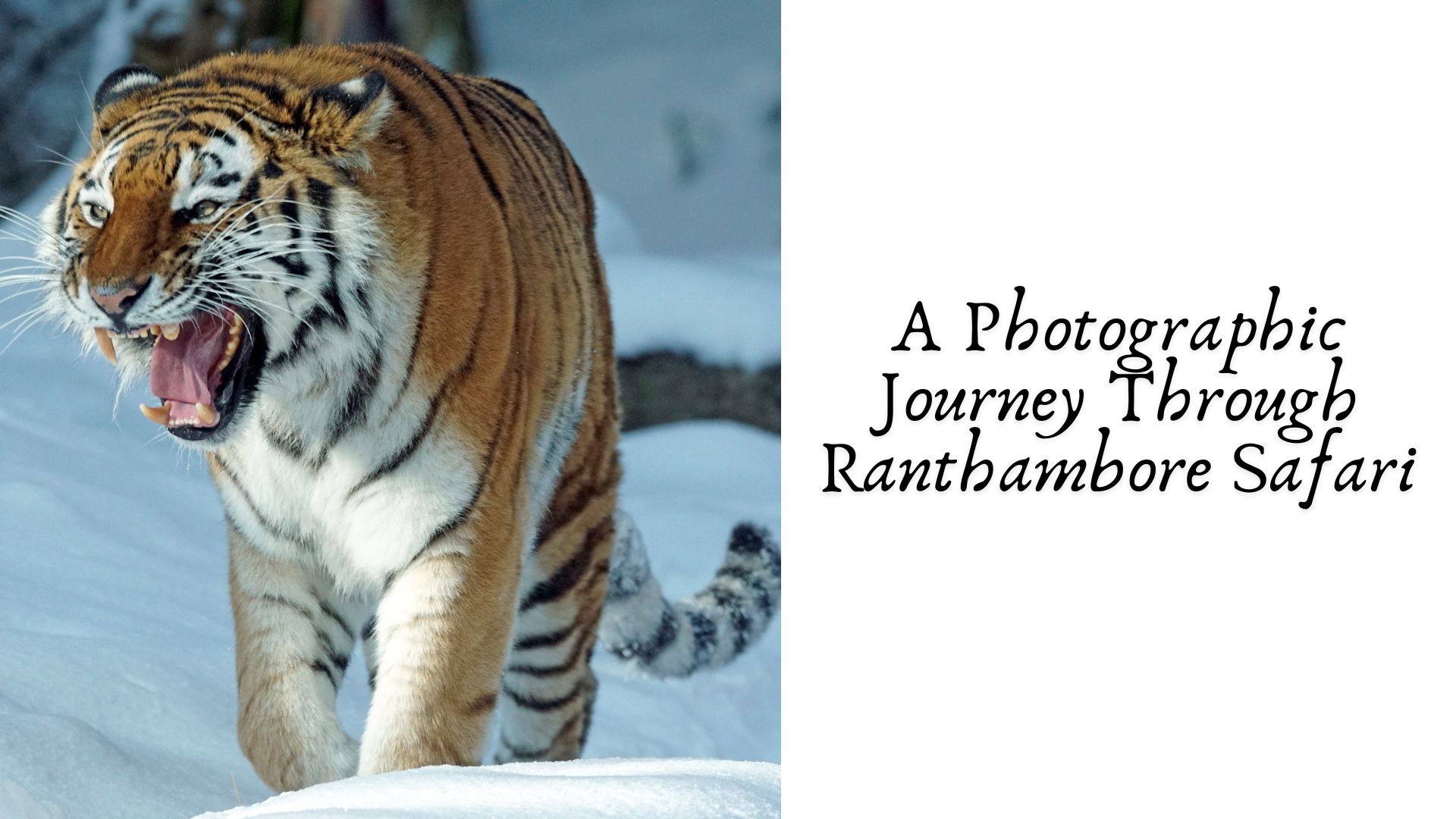 A Photographic Journey Through Ranthambore Safari