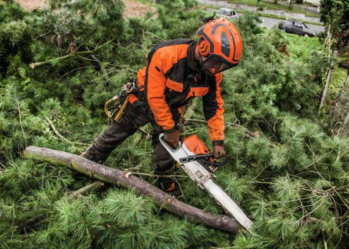 Emergency Tree Surgeons