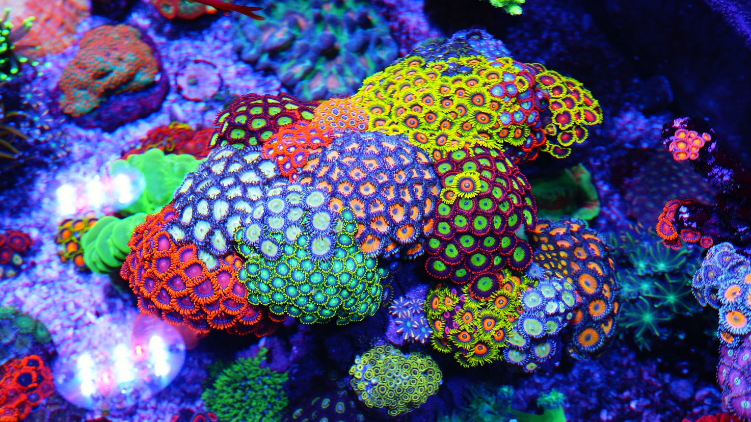 best zoanthids corals in new york