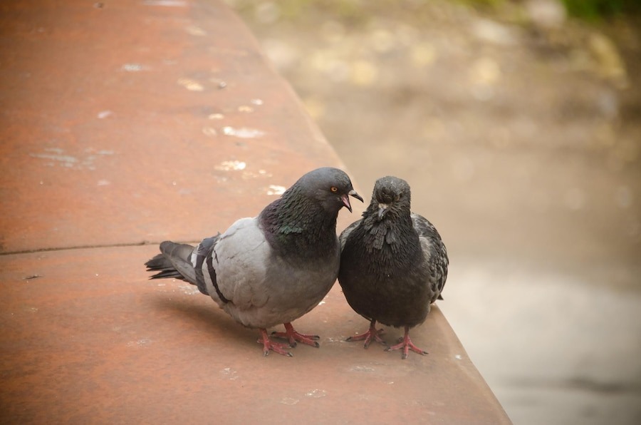 pigeon removal