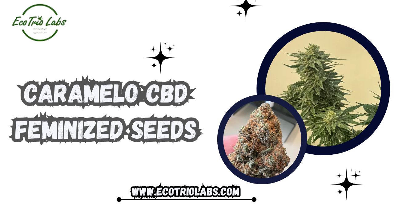 Caramelo CBD Feminized Seeds