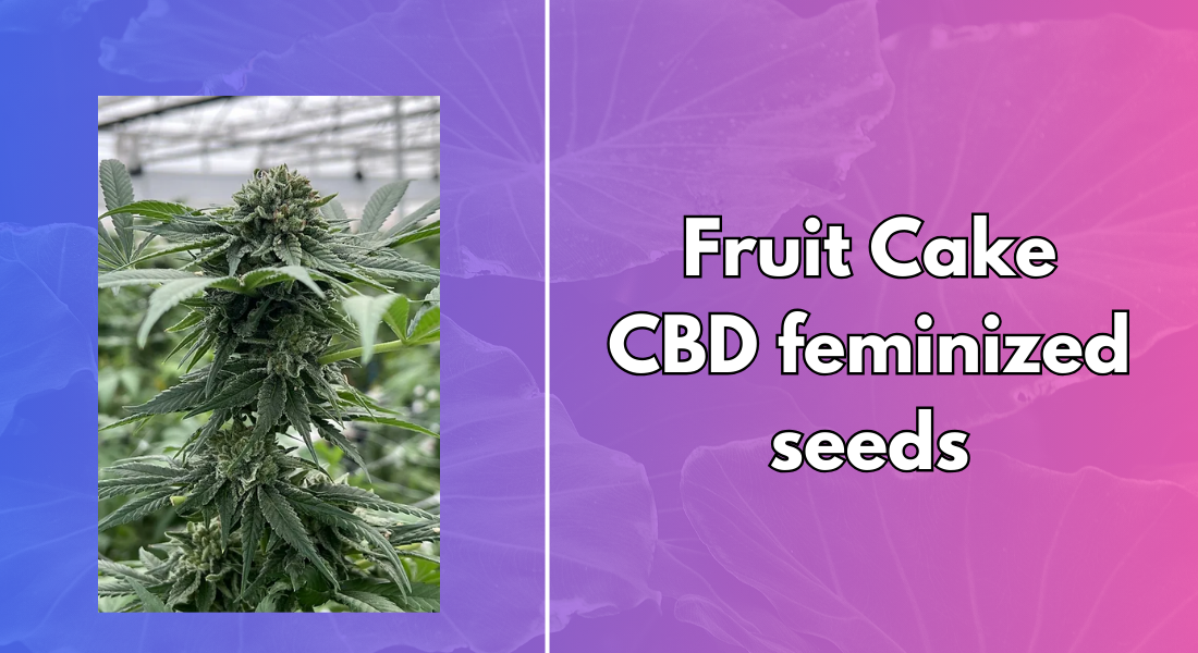 Fruit Cake CBD feminized seeds