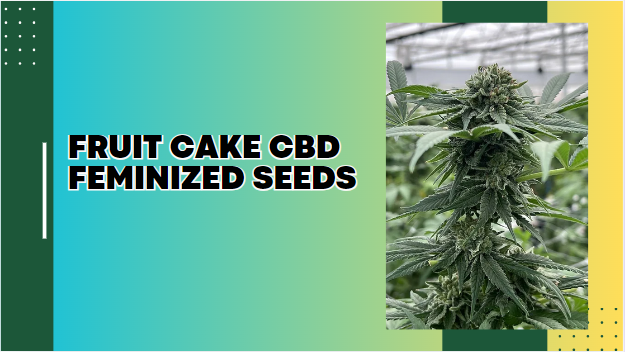 Fruit Cake CBD feminized seeds