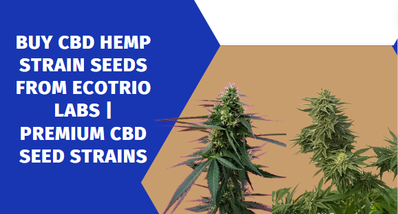 buy CBD hemp strain seeds