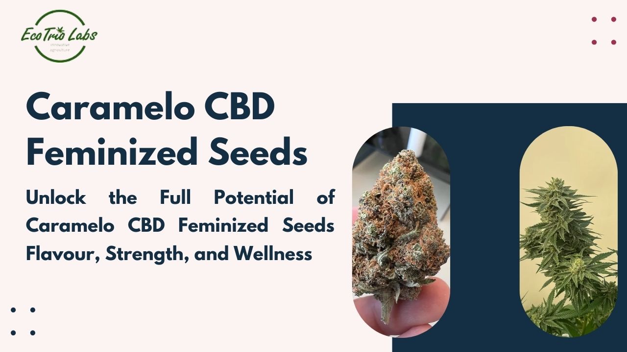 Caramelo CBD Feminized Seeds