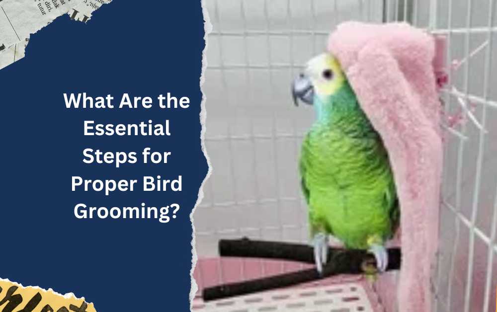 Bird Grooming in Dubai