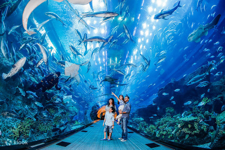 Adventure to Dubai Mall Aquarium – A Must-See Review